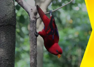 Bali Bird Park Tour​