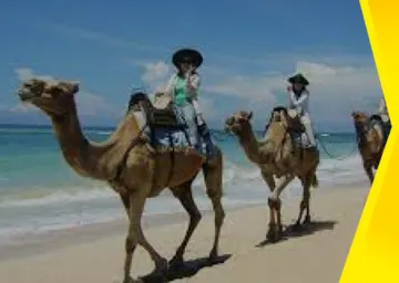 Camel Ride Tour Packages